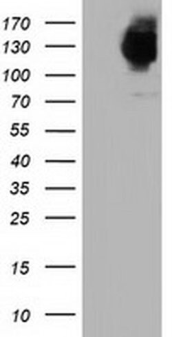MICAL1 Monoclonal Antibody (OTI3C6), TrueMAB , OriGene 100 &mu;L; Unconjugated:Antibodies,