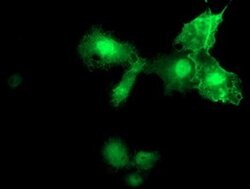 MIER2 Monoclonal Antibody (OTI3A1), TrueMAB , OriGene:Antibodies:Primary
