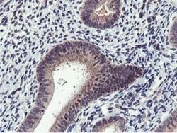 MIER2 Mouse anti-Human, Clone: OTI3G7, lyophilized, TrueMAB 100 &mu;g;
