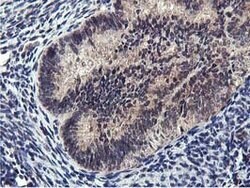 MIER2 Mouse anti-Human, Clone: OTI3G7, lyophilized, TrueMAB 100 &mu;g;