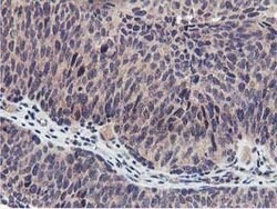MIER2 Mouse anti-Human, Clone: OTI3G7, lyophilized, TrueMAB 100 &mu;g;