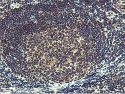 MIER2 Mouse anti-Human, Clone: OTI3G7, lyophilized, TrueMAB 100 &mu;g;