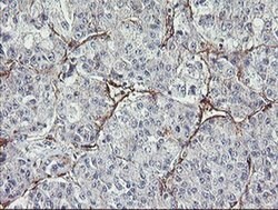MIER2 Monoclonal Antibody (OTI3A1), TrueMAB , OriGene 30 &mu;L; Unconjugated:Antibodies,