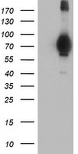 MIER2 Monoclonal Antibody (OTI3G7), TrueMAB , OriGene 100 &mu;L; Unconjugated:Anticuerpos