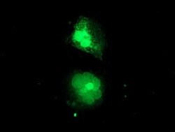 MIF4GD Mouse anti-Human, Clone: OTI2H9, lyophilized, TrueMAB 100 μg;
