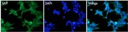 Invitrogen&trade;&nbsp;MIF Polyclonal Antibody