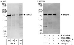 MINK1 Rabbit anti-Human, Mouse, Polyclonal, Bethyl Laboratories 100 &mu;L;