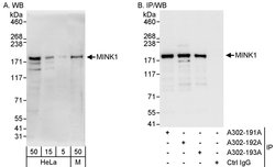 MINK1 Rabbit anti-Human, Mouse, Polyclonal, Bethyl Laboratories 100 &mu;L;