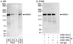 MINK1 Rabbit anti-Human, Mouse, Polyclonal, Bethyl Laboratories 100 &mu;L;
