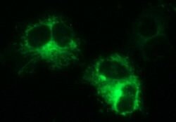 MINPP1 Mouse anti-Human, Clone: OTI1B2, lyophilized, TrueMAB 100 &mu;g;