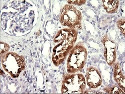 MINPP1 Mouse anti-Human, Clone: OTI1B2, lyophilized, TrueMAB 100 &mu;g;