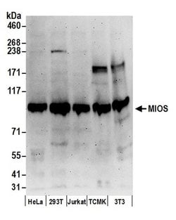 MIOS Polyclonal Antibody, Bethyl Laboratories:Antibodies:Primary Antibodies