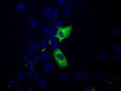 MIOX Monoclonal Antibody (OTI5H10), TrueMAB , OriGene 100 &mu;L; Unconjugated:Antibodies,