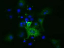 MIOX Monoclonal Antibody (OTI1A7), TrueMAB , OriGene 100 &mu;L; Unconjugated:Antibodies,
