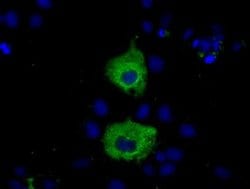 MIOX Monoclonal Antibody (OTI4G7), TrueMAB , OriGene 30 &mu;L; Unconjugated:Antibodies,