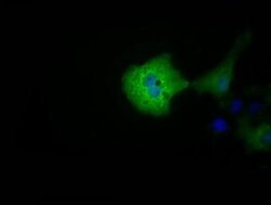 MIOX Monoclonal Antibody (OTI5H4), TrueMAB , OriGene 100 &mu;L; Unconjugated:Antibodies,