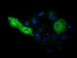MIOX Monoclonal Antibody (OTI1D1), TrueMAB , OriGene 30 &mu;L; Unconjugated:Antibodies,