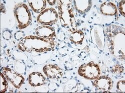 MIOX Monoclonal Antibody (OTI5H10), TrueMAB , OriGene 100 &mu;L; Unconjugated:Antibodies,