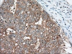 MIOX Monoclonal Antibody (OTI4G7), TrueMAB , OriGene 30 &mu;L; Unconjugated:Antibodies,