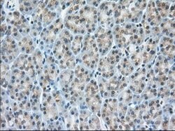 MIOX Monoclonal Antibody (OTI4G7), TrueMAB , OriGene 30 &mu;L; Unconjugated:Antibodies,