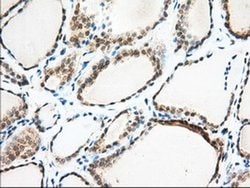 MIOX Monoclonal Antibody (OTI4G7), TrueMAB , OriGene 30 &mu;L; Unconjugated:Antibodies,
