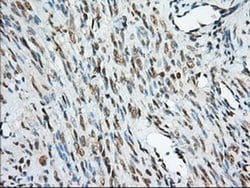 MIOX Monoclonal Antibody (OTI4G7), TrueMAB , OriGene 30 &mu;L; Unconjugated:Antibodies,