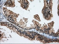 MIOX Monoclonal Antibody (OTI4G7), TrueMAB , OriGene 30 &mu;L; Unconjugated:Antibodies,