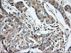 MIOX Monoclonal Antibody (OTI4G7), TrueMAB , OriGene 30 &mu;L; Unconjugated:Antibodies,