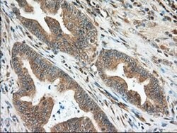 MIOX Monoclonal Antibody (OTI4G7), TrueMAB , OriGene 30 &mu;L; Unconjugated:Antibodies,