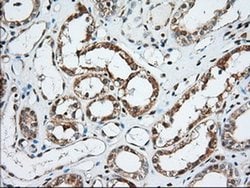 MIOX Monoclonal Antibody (OTI4G7), TrueMAB , OriGene 30 &mu;L; Unconjugated:Antibodies,