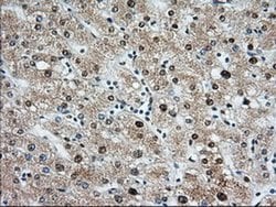 MIOX Monoclonal Antibody (OTI4G7), TrueMAB , OriGene 30 &mu;L; Unconjugated:Antibodies,
