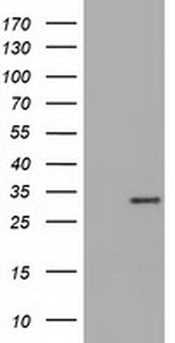 MIOX Monoclonal Antibody (OTI1H7), TrueMAB , OriGene 30 &mu;L; Unconjugated:Antibodies,
