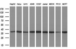 MIOX Monoclonal Antibody (OTI4G7), TrueMAB , OriGene 30 &mu;L; Unconjugated:Antibodies,