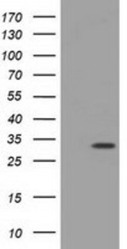 MIOX Mouse anti-Human, Clone: OTI5F8, lyophilized, TrueMAB 100 &mu;g; Unconjugated:Antibodies,