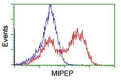MIPEP Monoclonal Antibody (OTI6F4), TrueMAB , OriGene 100 &mu;L; Unconjugated:Antibodies,