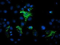 MIPEP Monoclonal Antibody (OTI5E7), TrueMAB , OriGene 100 &mu;L; Unconjugated:Antibodies,