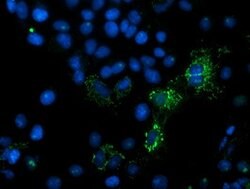 MIPEP Mouse anti-Human, Clone: OTI3F8, lyophilized, TrueMAB 100 &mu;g;