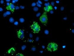 MIPEP Mouse anti-Human, Clone: OTI6F4, lyophilized, TrueMAB 100 &mu;g;