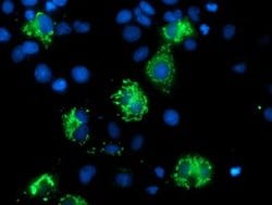 MIPEP Monoclonal Antibody (OTI6F4), TrueMAB , OriGene 100 &mu;L; Unconjugated:Antibodies,