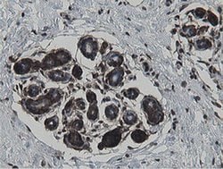 MIPEP Monoclonal Antibody (OTI5E7), TrueMAB , OriGene 100 &mu;L; Unconjugated:Antibodies,