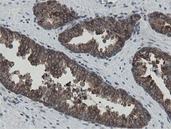 MIPEP Monoclonal Antibody (OTI5E7), TrueMAB , OriGene 100 &mu;L; Unconjugated:Antibodies,