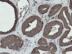 MIPEP Monoclonal Antibody (OTI5E7), TrueMAB , OriGene 100 &mu;L; Unconjugated:Antibodies,