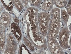 MIPEP Monoclonal Antibody (OTI5E7), TrueMAB , OriGene 100 &mu;L; Unconjugated:Antibodies,