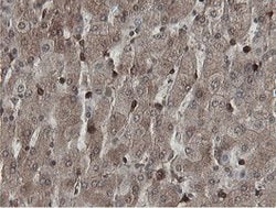 MIPEP Mouse anti-Human, Clone: OTI5E7, lyophilized, TrueMAB 100 &mu;g;