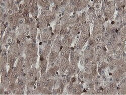 MIPEP Monoclonal Antibody (OTI5E7), TrueMAB , OriGene 100 &mu;L; Unconjugated:Antibodies,