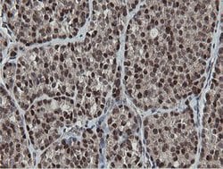 MIPEP Mouse anti-Human, Clone: OTI3F8, lyophilized, TrueMAB 100 &mu;g;