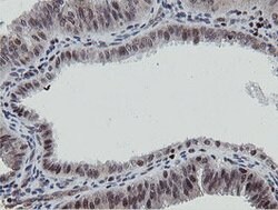 MIPEP Mouse anti-Human, Clone: OTI3F8, lyophilized, TrueMAB 100 &mu;g;