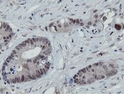 MIPEP Mouse anti-Human, Clone: OTI3F8, lyophilized, TrueMAB 100 &mu;g;
