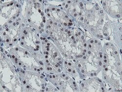 MIPEP Mouse anti-Human, Clone: OTI3F8, lyophilized, TrueMAB 100 &mu;g;