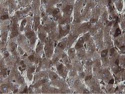MIPEP Mouse anti-Human, Clone: OTI3F8, lyophilized, TrueMAB 100 &mu;g;